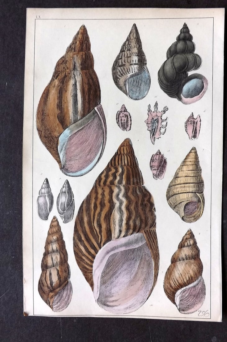 Goldsmith, Oliver C1850 Hand Col Print. Shells 60 (1 of 1)