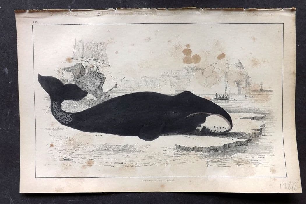 Goldsmith, Oliver C1850 Hand Col Print. The True Whale 54 (Toned): Antique Etching/Engraving Published C1850 by A. Fullarton & Co., London for "A History of the Earth and Animated Nature" by Oliver Goldsmith. Fine hand colour as issued. Paper Size: 10 x 6 inch (25 x