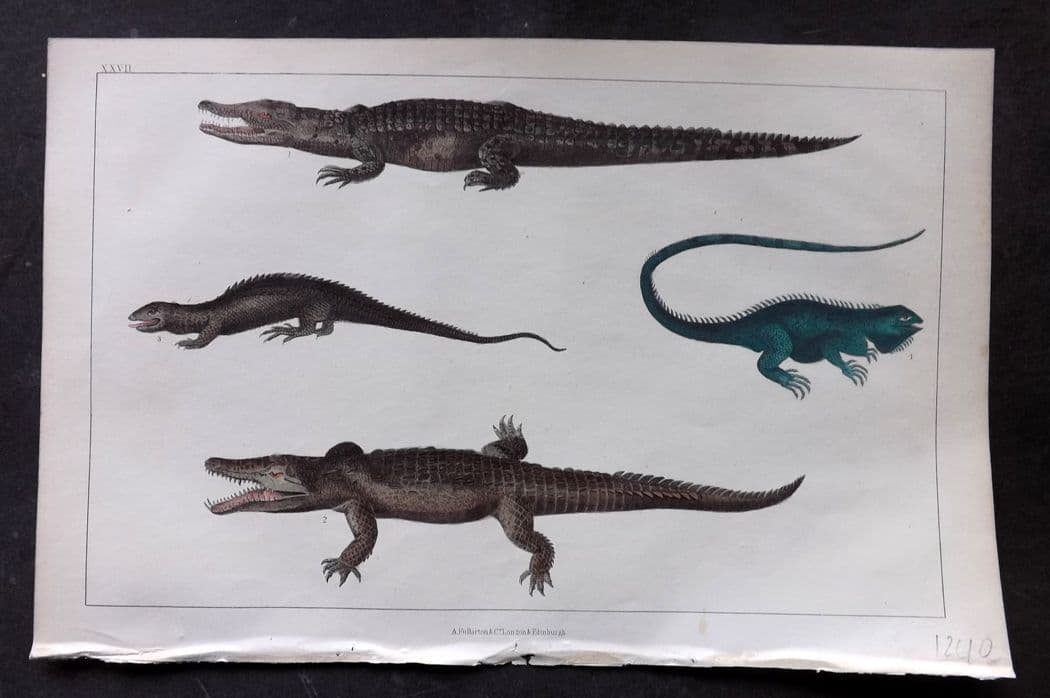 Goldsmith, Oliver C1850 Hand Col Print. Crocodile of the Nile, Dragon Lizard, Guana 27.: Antique Etching/Engraving Published C1850 by A. Fullarton & Co., London for "A History of the Earth and Animated Nature" by Oliver Goldsmith. Fine hand colour as issued. Paper Size: 10 x 6 inch (25 x 