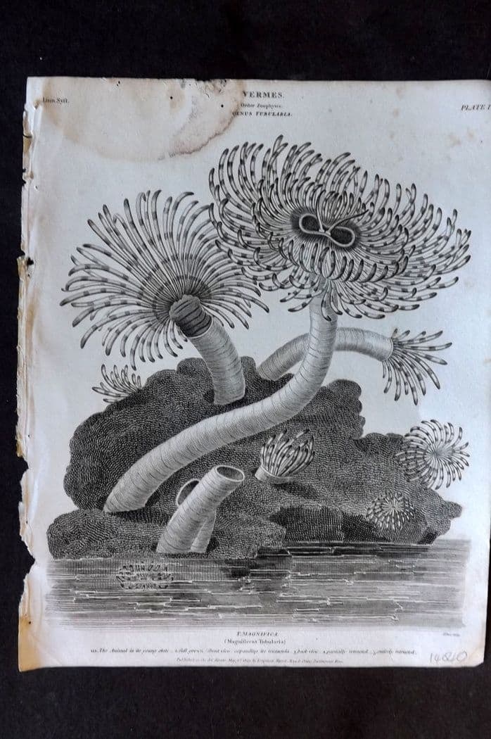 Rees, Abraham 1820 Antique Print. Vermes - Tubalaria 01: Antique Copper Plate Published 1802-20 by Longman, Hurst, Rees & Orme for "The Cyclop?dia: or, Universal dictionary of arts, sciences, and literature" By Abraham Rees. Water stain at top. Tiny margin 
