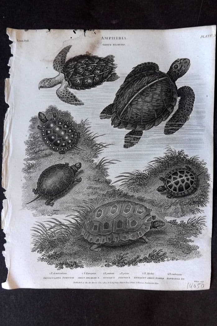 Rees, Abraham 1820 Amphibia - Green Speckled, Spotted, Painted Tortoise. Green Turtle 10: Antique Copper Plate Published 1802-20 by Longman, Hurst, Rees & Orme for "The Cyclop?dia: or, Universal dictionary of arts, sciences, and literature" By Abraham Rees. Water stain at top. Tiny margin 