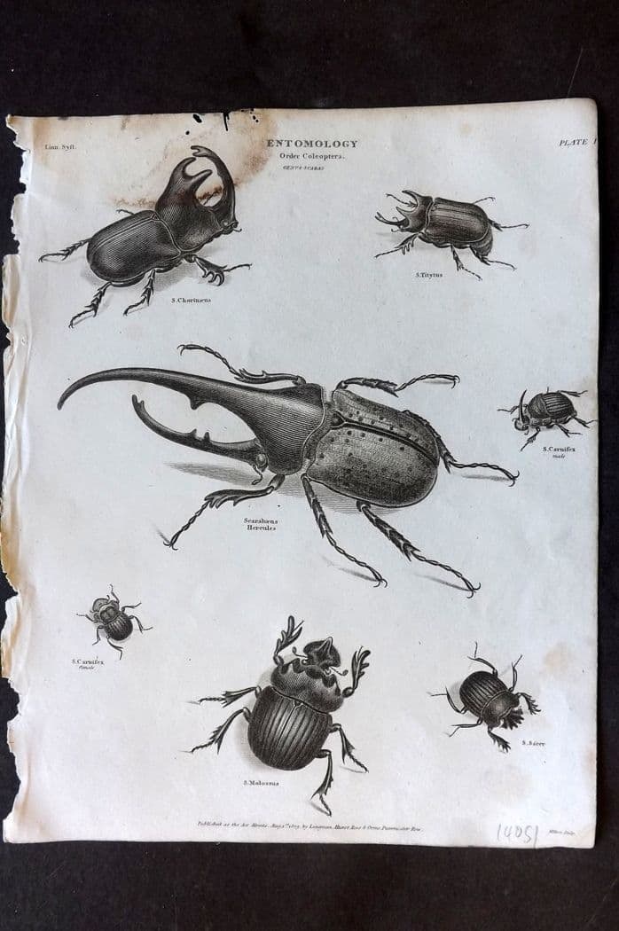 Rees, Abraham 1820 Antique Print. Entomology - Coleoptera. Hercules Beetle etc 01: Antique Copper Plate Published 1802-20 by Longman, Hurst, Rees & Orme for "The Cyclop?dia: or, Universal dictionary of arts, sciences, and literature" By Abraham Rees. Water stain at top. Tiny margin 