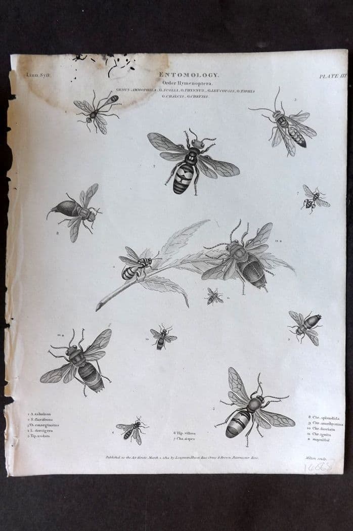 Rees, Abraham 1820 Antique Print. Entomology - Hymnenoptera 03: Antique Copper Plate Published 1802-20 by Longman, Hurst, Rees & Orme for "The Cyclop?dia: or, Universal dictionary of arts, sciences, and literature" By Abraham Rees. Water stain at top. Tiny margin 