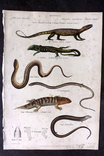Richardson, John 1862 Hand Col Print. Nilotic Ouaran, Green Lizard, Officinal Scinc 01: Antique Steel Engraving/Etching Published 1859-62 by William Mackenzie, Edinburgh & London for "The Museum of Natural History" by John Richardson. Fine hand colour as issued. Paper Size: 10.5 x 7.5 in