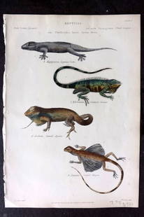Richardson, John 1862 HC Print. Egyptian Gecko, Guana, Spined Agama, Striped Dragon 02: Antique Steel Engraving/Etching Published 1859-62 by William Mackenzie, Edinburgh & London for "The Museum of Natural History" by John Richardson. Fine hand colour as issued. Paper Size: 10.5 x 7.5 in