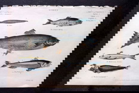 Richardson, John 1862 Hand Col Fish Print. Herring, Salmon, Argentine, Fetid Saury 03: Antique Steel Engraving/Etching Published 1859-62 by William Mackenzie, Edinburgh & London for "The Museum of Natural History" by John Richardson. Fine hand colour as issued. Paper Size: 10.5 x 7.5 in