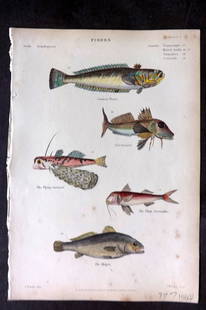Richardson, John 1862 Hand Col Fish Print. Weaver, Gurnard, Surmullet, Maigre 07: Antique Steel Engraving/Etching Published 1859-62 by William Mackenzie, Edinburgh & London for "The Museum of Natural History" by John Richardson. Fine hand colour as issued. Paper Size: 10.5 x 7.5 in