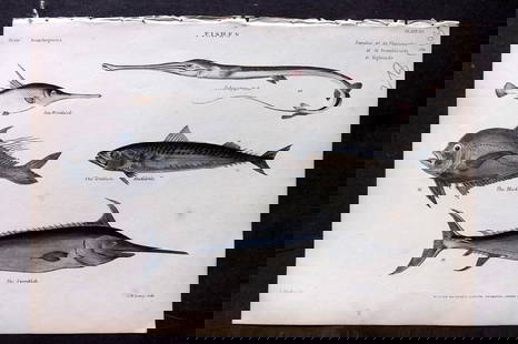 Richardson, John 1862 Woodcock, Tobacco Pipe Fish, Black Foot, Mackerel, Swordfish 10: Antique Steel Engraving/Etching Published 1859-62 by William Mackenzie, Edinburgh & London for "The Museum of Natural History" by John Richardson. Fine hand colour as issued. Paper Size: 10.5 x 7.5 in
