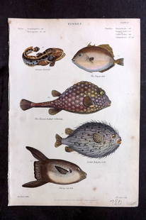Richardson, John 1862 HC. Toad Fish, Trigger, Cofferfish, Hedgehog, Sun Fish 13: Antique Steel Engraving/Etching Published 1859-62 by William Mackenzie, Edinburgh & London for "The Museum of Natural History" by John Richardson. Fine hand colour as issued. Paper Size: 10.5 x 7.5 in