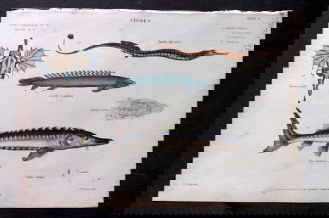 Richardson, John 1862 Hand Col Print. Pipe Fish, Sturgeon, Dragon Fish 14: Antique Steel Engraving/Etching Published 1859-62 by William Mackenzie, Edinburgh & London for "The Museum of Natural History" by John Richardson. Fine hand colour as issued. Paper Size: 10.5 x 7.5 in