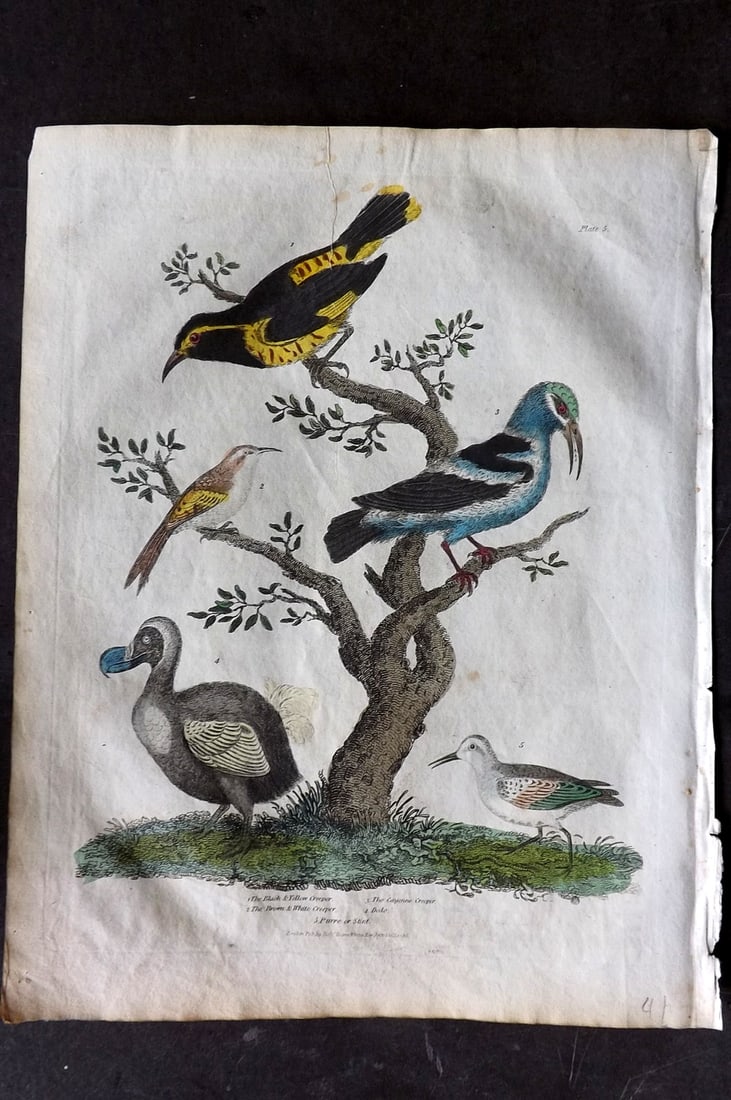 Buffon & Smellie 1817 Hand Col Bird Print. Extinct Dodo, Creepers, Stint (1 of 1)
