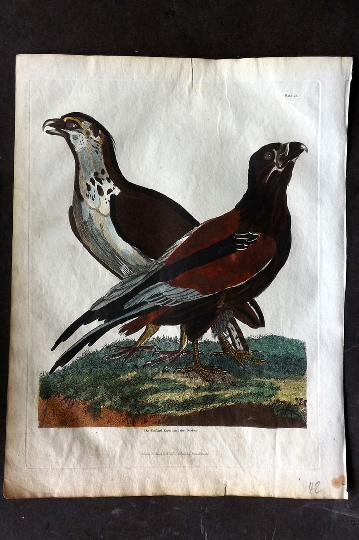 Buffon & Smellie 1817 Hand Col Bird Print. Guffard Eagle & Boatman (1 of 1)