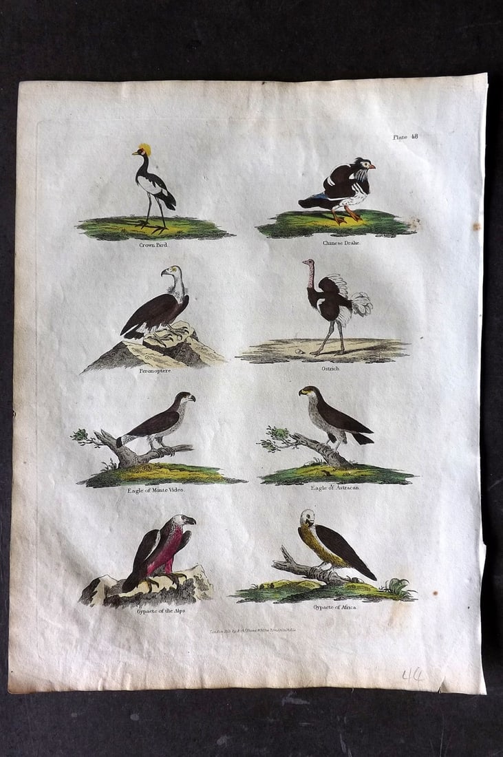 Buffon & Smellie 1817 Hand Col Bird Print. Crown Bird, Chinese Drake, Ostrich, Eagle, Gypaete (1 of 1)