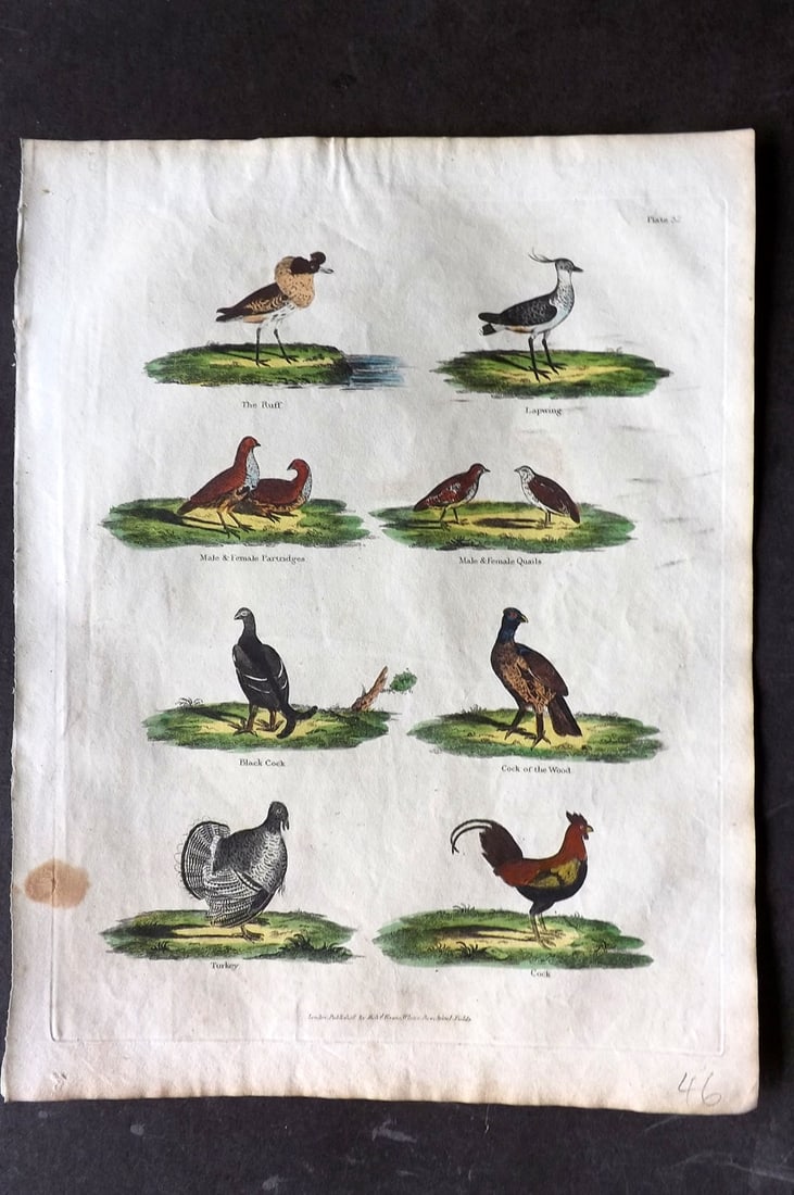 Buffon & Smellie 1817 Hand Col Bird Print. Turkey, Ruff, Lapwing, Cock, Quails (1 of 1)