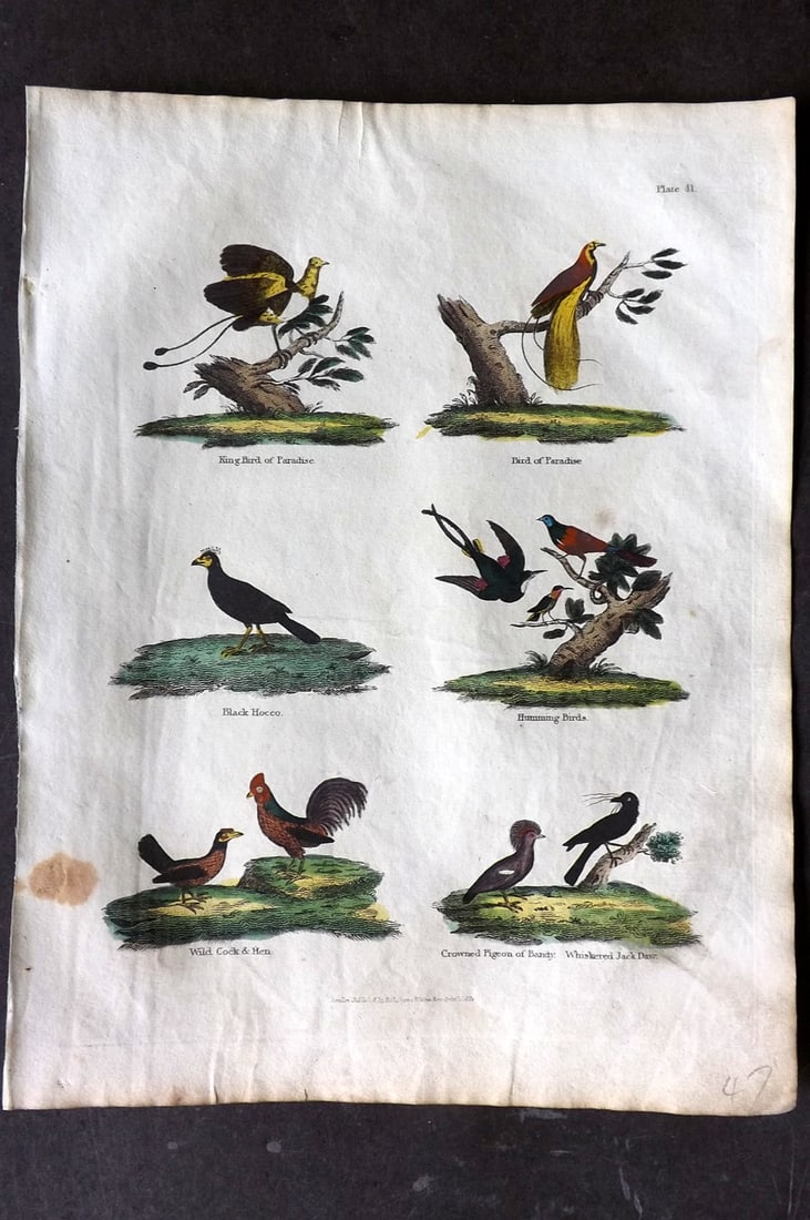 Buffon & Smellie 1817 Hand Col Bird Print. Birds of Paradise, Hummingbirds, Pigeon, Cock and Hen: Hand Colored Copper Plate Published 1817 by Thomas Kelly, London for "A Natural History, General and Particular..." by The Comte de Buffon and William Smellie. Paper Size: 10.5 x 8 inch (27 x 21cm) To