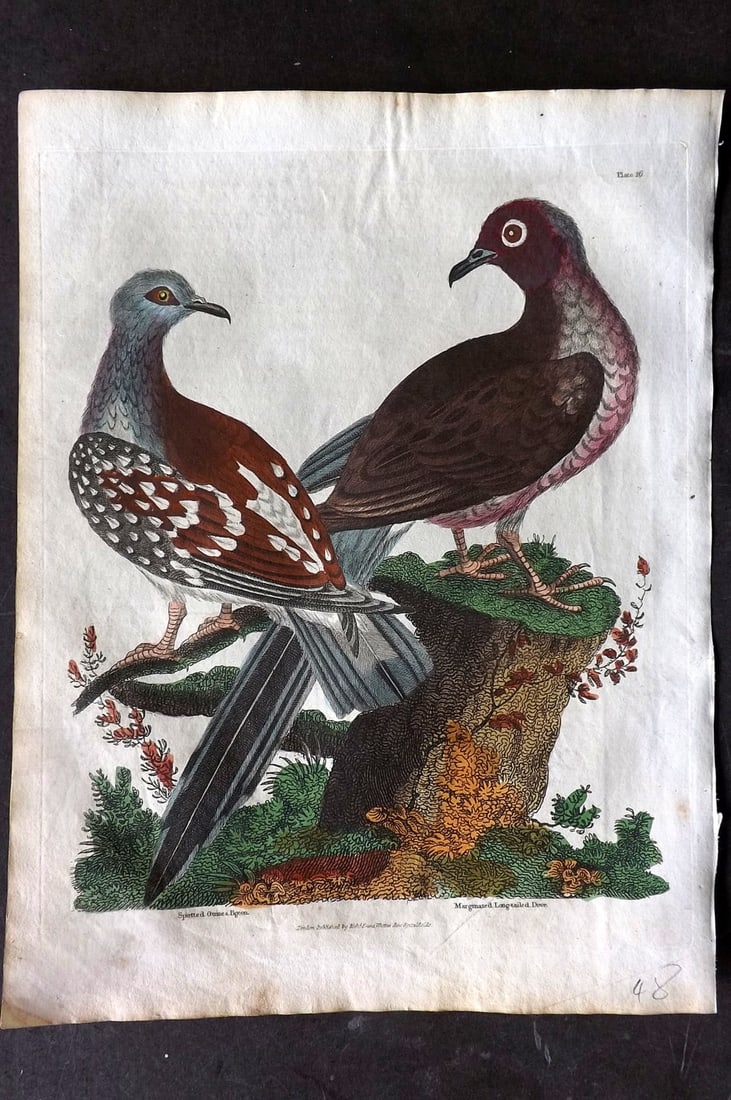 Buffon & Smellie 1817 Hand Col Bird Print. Guinea Pigeon, Long Tailed Dove (1 of 1)