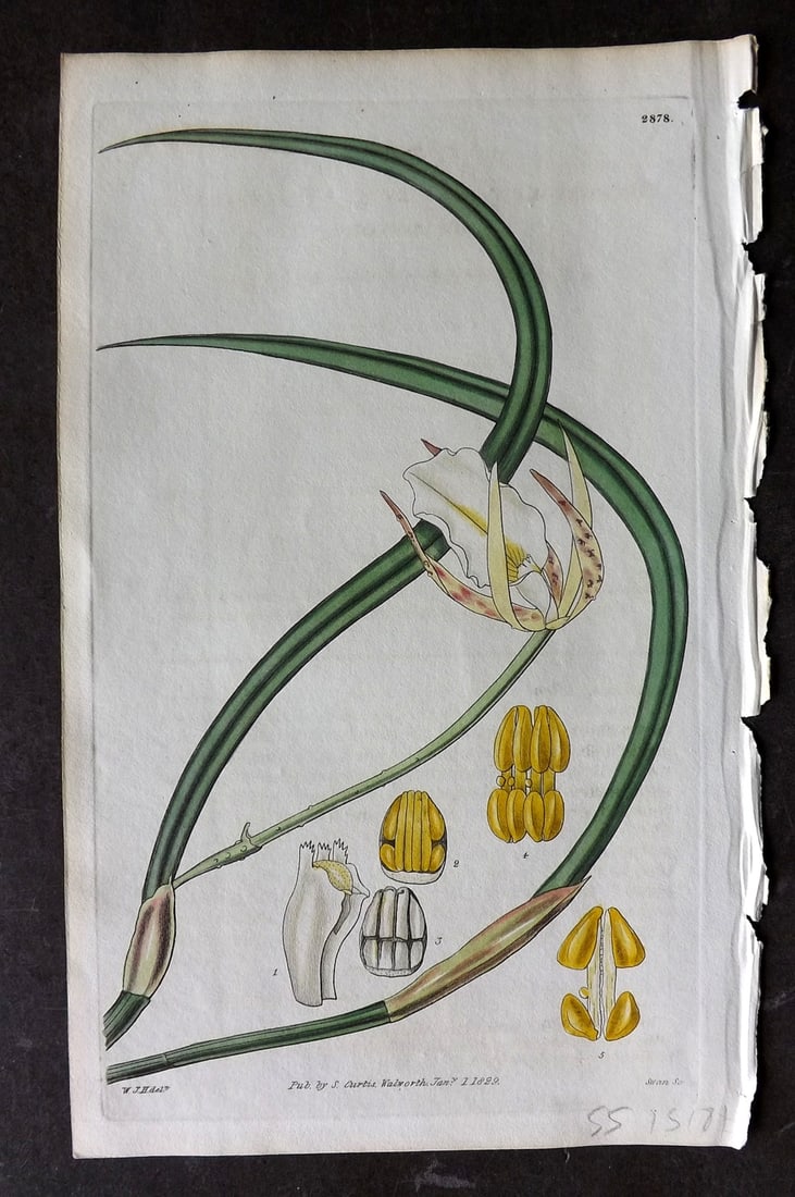 Curtis, William 1829 HCol Botanical Print. Tuberculated Brassavola 2878 Orchid (1 of 1)