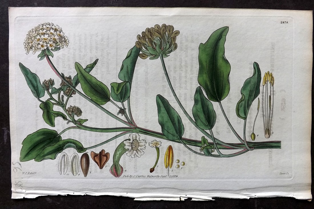 Curtis, William 1829 HCol Botanical Print. Honey Smelling Abronia 2879 (1 of 1)