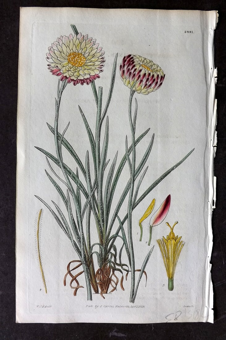 Curtis, William 1829 HCol Botanical Print. Hoary Leaved Elichrysum 2881 (1 of 1)