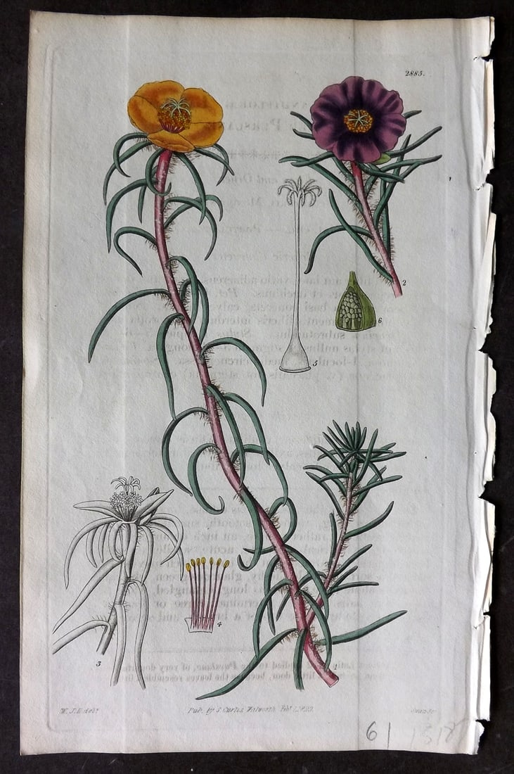 Curtis, William 1829 HCol Botanical Print. Large Flowered Purslane 2885 (1 of 1)