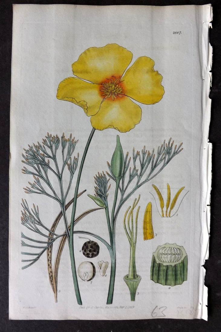 Curtis, William 1829 HCol Botanical Print. Californian Eschscholzia Poppy 2887 (1 of 1)
