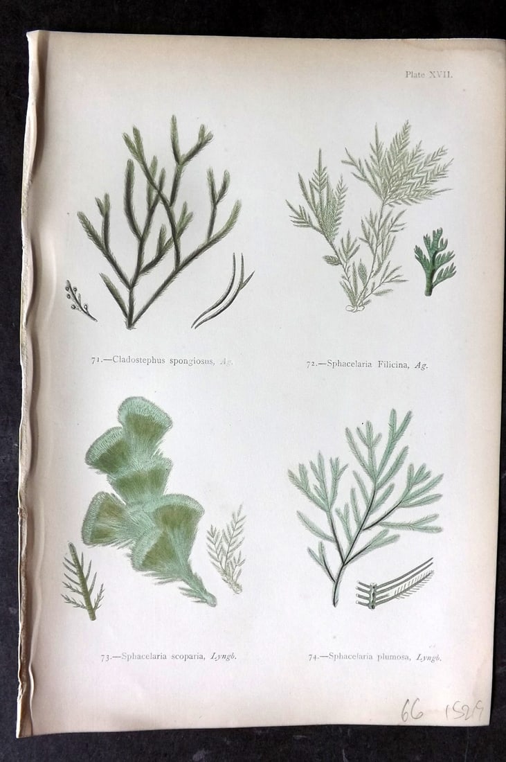 Gatty, Mrs Alfred 1872 Seaweed Print. Cladostephus, Sphacelaria 17: Woodblocks Published 1872, London for "British Sea-Weeds. Drawn From Professor Harvey's 'Phycologia Britannica'" by Mrs Alfred Gatty. Printed in colours, some plates with additional hand colour. Paper
