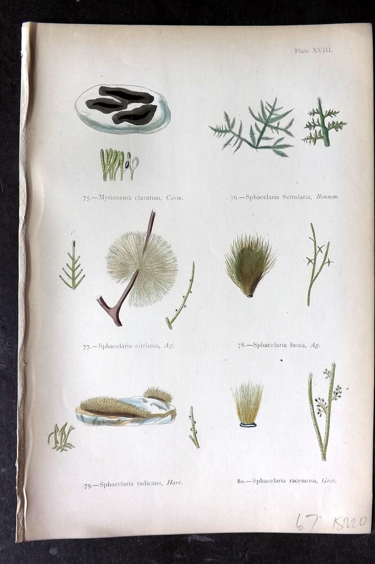 Gatty, Mrs Alfred 1872 Seaweed Print. Myrionema, Sphacelaria 18: Woodblocks Published 1872, London for "British Sea-Weeds. Drawn From Professor Harvey's 'Phycologia Britannica'" by Mrs Alfred Gatty. Printed in colours, some plates with additional hand colour. Paper