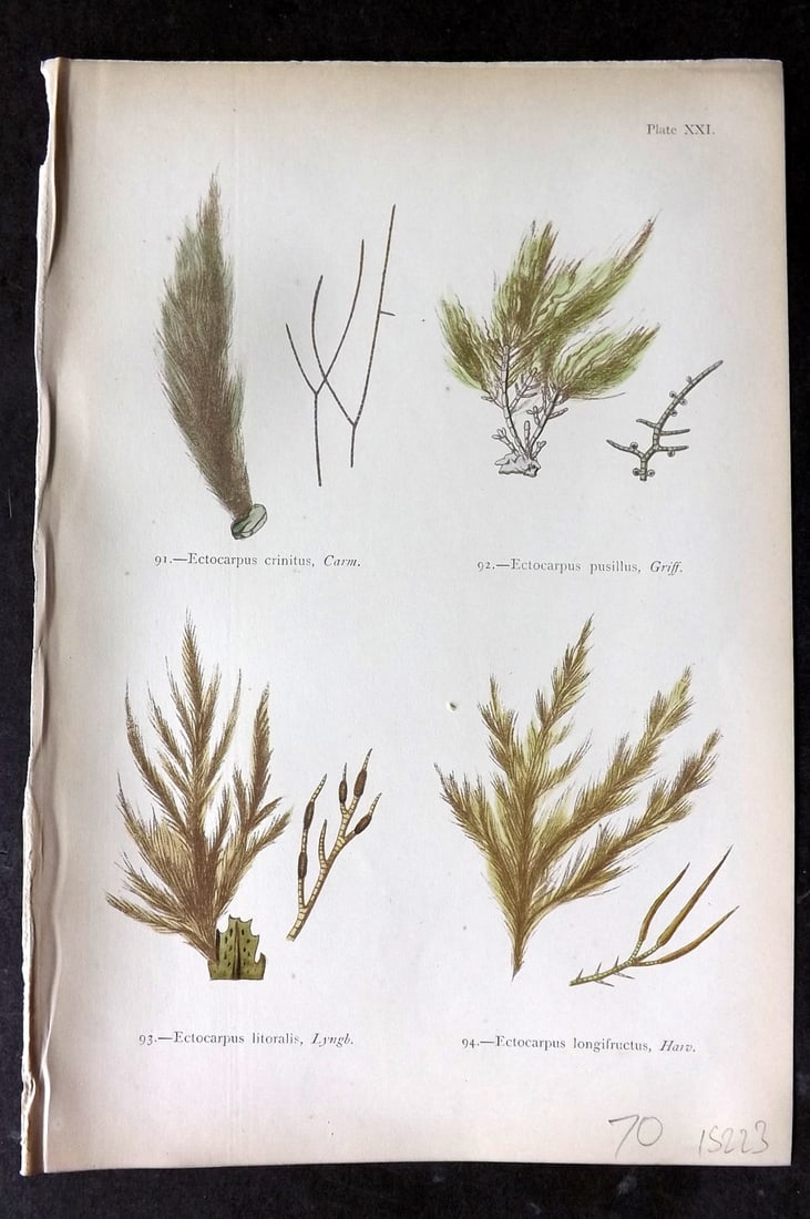 Gatty, Mrs Alfred 1872 Seaweed Print. Ectocarpus 21: Woodblocks Published 1872, London for "British Sea-Weeds. Drawn From Professor Harvey's 'Phycologia Britannica'" by Mrs Alfred Gatty. Printed in colours, some plates with additional hand colour. Paper