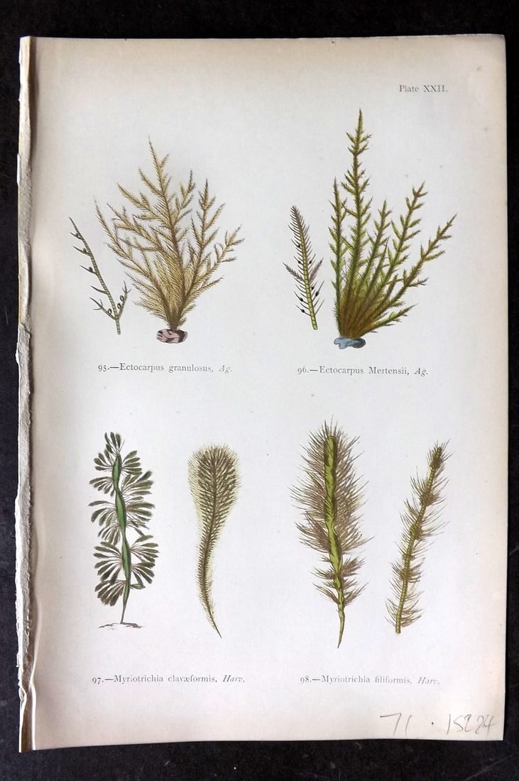 Gatty, Mrs Alfred 1872 Seaweed Print. Ectocarpus, Myriotrichia 22: Woodblocks Published 1872, London for "British Sea-Weeds. Drawn From Professor Harvey's 'Phycologia Britannica'" by Mrs Alfred Gatty. Printed in colours, some plates with additional hand colour. Paper