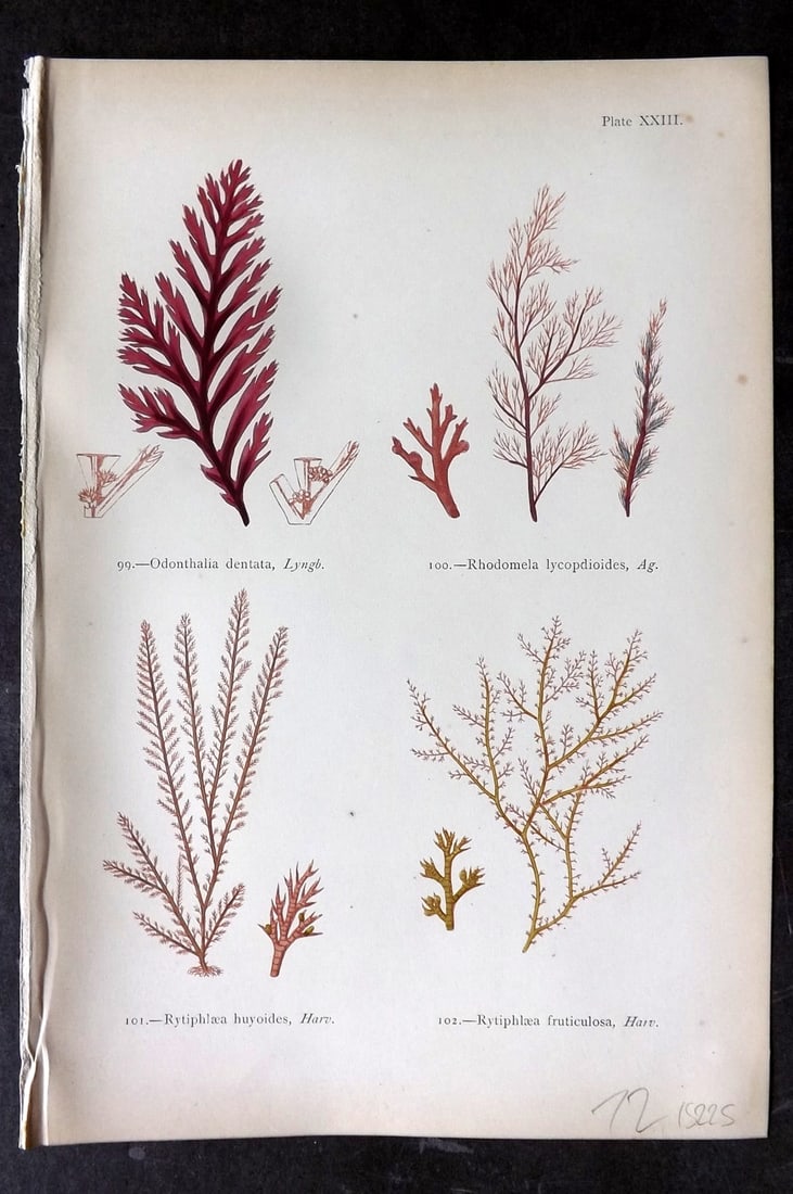 Gatty, Mrs Alfred 1872 Seaweed Print. Odonthalia, Rhodomela, Rytilphlaea 23: Woodblocks Published 1872, London for "British Sea-Weeds. Drawn From Professor Harvey's 'Phycologia Britannica'" by Mrs Alfred Gatty. Printed in colours, some plates with additional hand colour. Paper