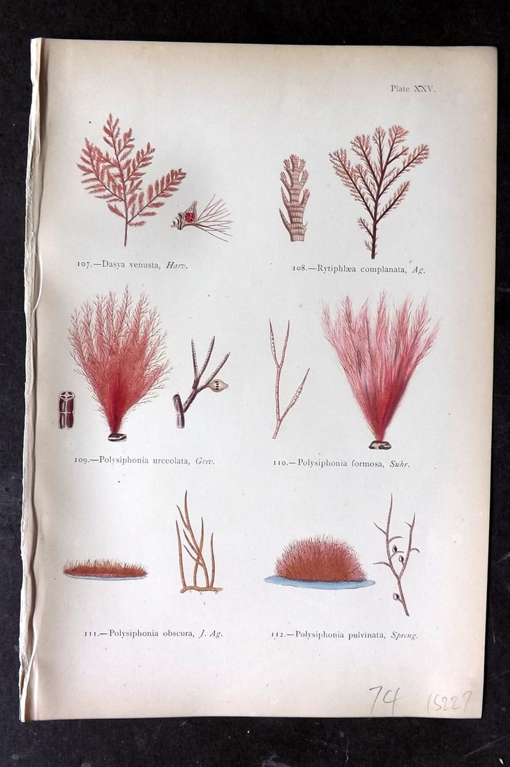 Gatty, Mrs Alfred 1872 Seaweed Print. Dasya, Rytiphlaea, Polysiphonia 25: Woodblocks Published 1872, London for "British Sea-Weeds. Drawn From Professor Harvey's 'Phycologia Britannica'" by Mrs Alfred Gatty. Printed in colours, some plates with additional hand colour. Paper