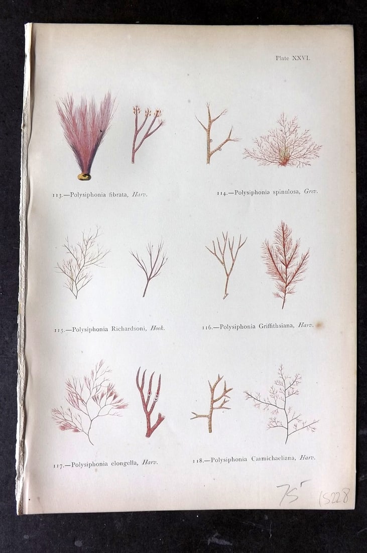 Gatty, Mrs Alfred 1872 Seaweed Print. Polysiphonia 26: Woodblocks Published 1872, London for "British Sea-Weeds. Drawn From Professor Harvey's 'Phycologia Britannica'" by Mrs Alfred Gatty. Printed in colours, some plates with additional hand colour. Paper