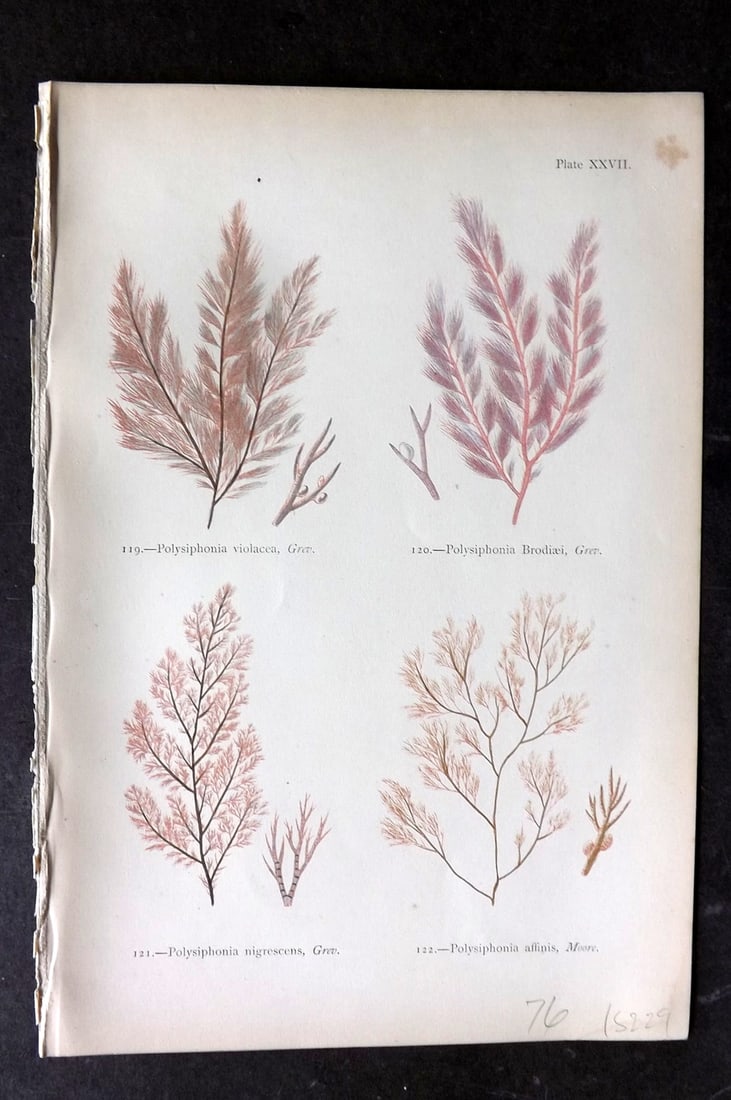 Gatty, Mrs Alfred 1872 Seaweed Print. Polysiphonia 27: Woodblocks Published 1872, London for "British Sea-Weeds. Drawn From Professor Harvey's 'Phycologia Britannica'" by Mrs Alfred Gatty. Printed in colours, some plates with additional hand colour. Paper