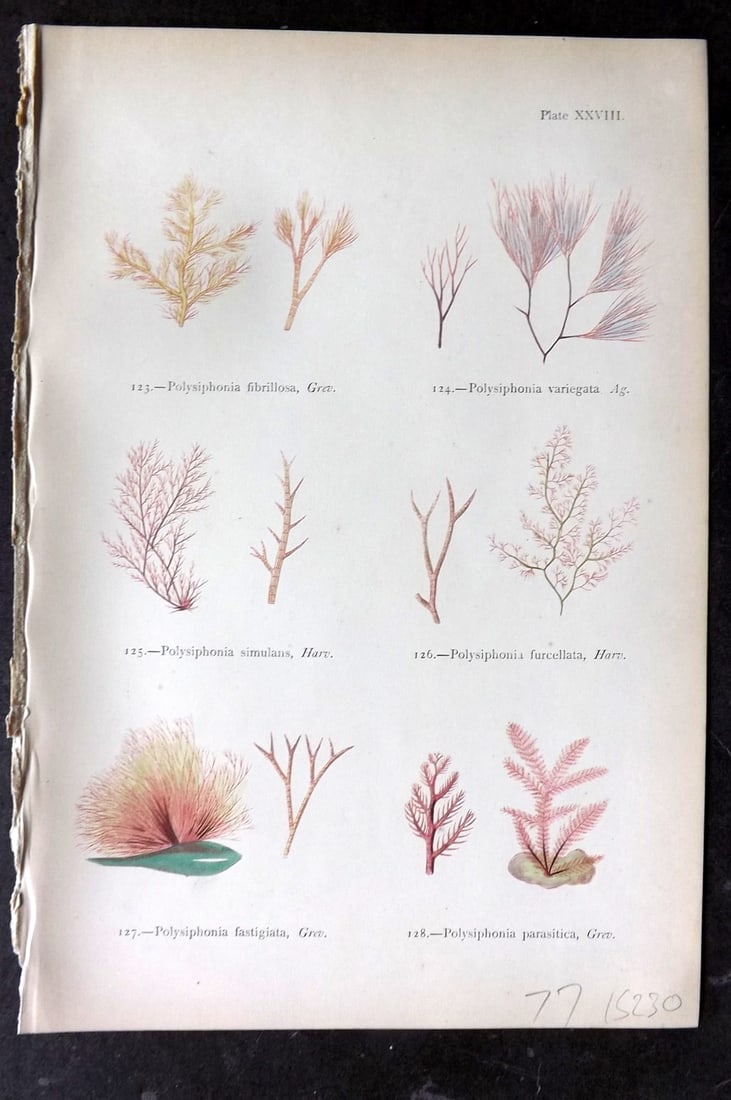 Gatty, Mrs Alfred 1872 Seaweed Print. Polysiphonia 28: Woodblocks Published 1872, London for "British Sea-Weeds. Drawn From Professor Harvey's 'Phycologia Britannica'" by Mrs Alfred Gatty. Printed in colours, some plates with additional hand colour. Paper