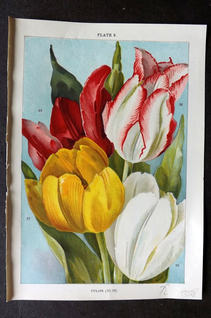Weathers, John 1905 Botanical Print. Tulips 09 (1 of 1)