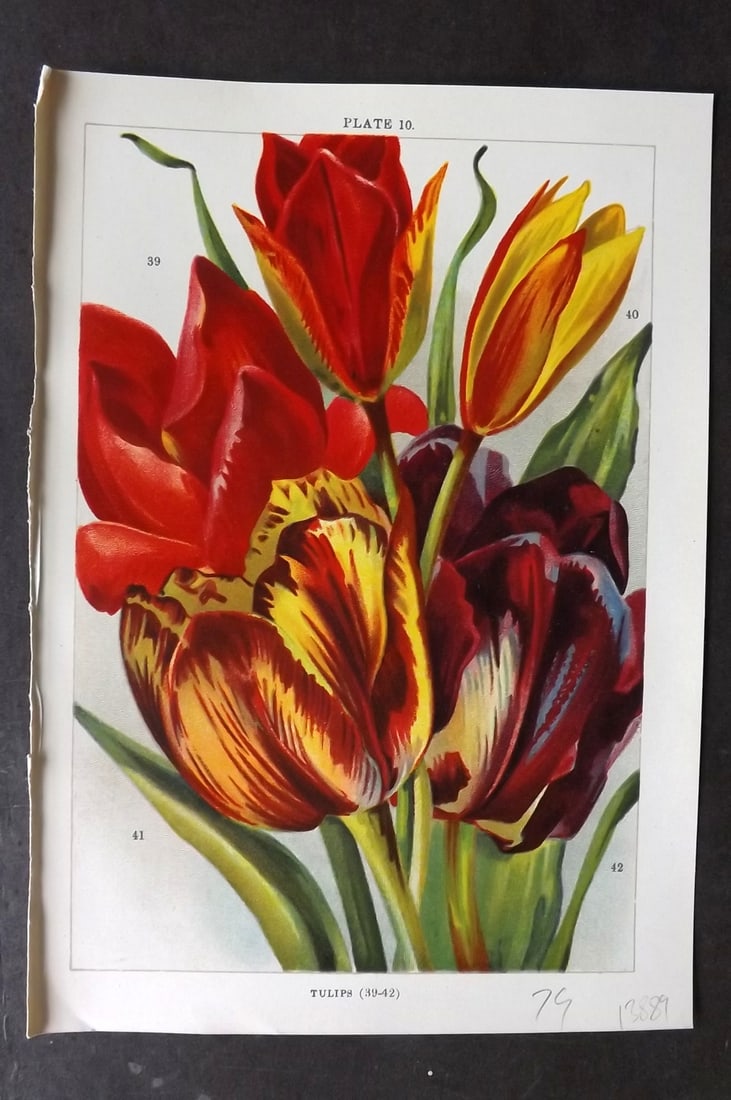 Weathers, John 1905 Botanical Print. Tulips 10 (1 of 1)
