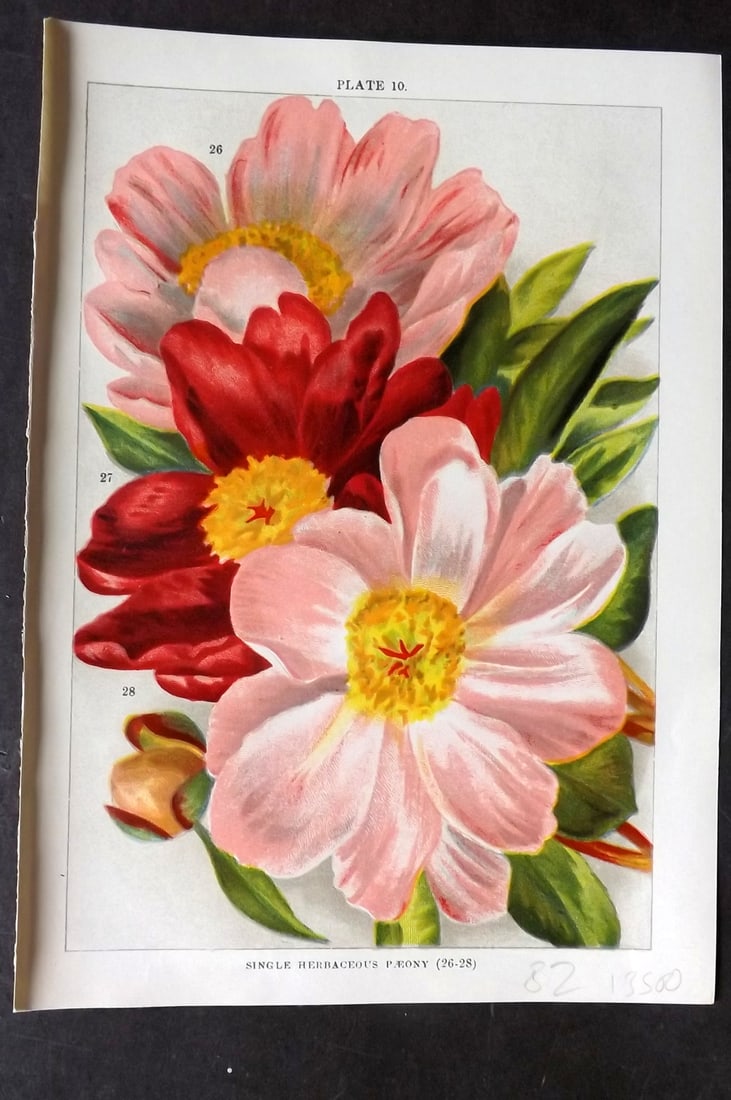 Weathers, John 1904 Botanical Print. Single Herbaceous Peony 10 (1 of 1)