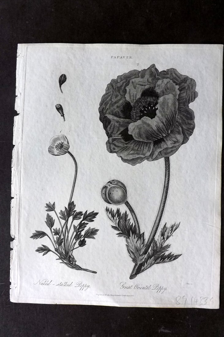 Wilkes, John 1821 Antique Botanical Print. Naked Stalked Poppy and Great Oriental Poppy (1 of 1)