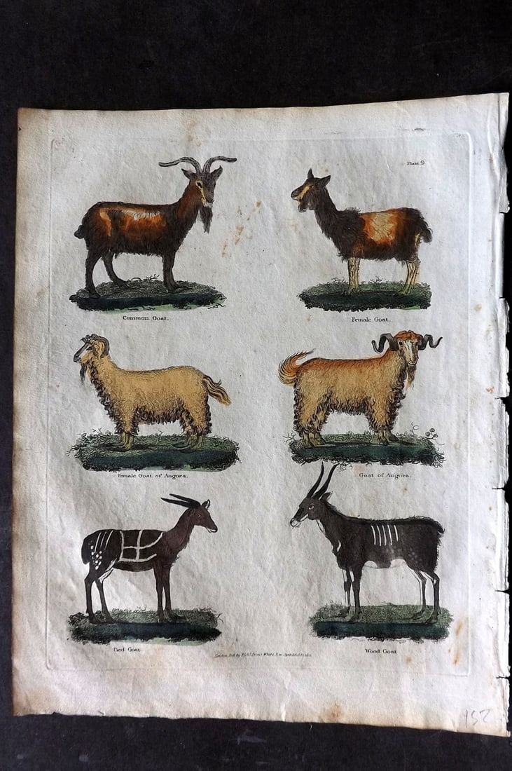 Buffon & Smellie 1817 Hand Colored Print. Goats: Hand Colored Copper Plate Published 1817 by Thomas Kelly, London for "A Natural History, General and Particular..." by The Comte de Buffon and William Smellie. Paper Size: 10.5 x 8 inch (27 x 21cm) Mi