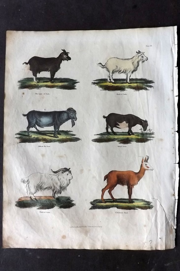 Buffon & Smellie 1817 Hand Colored Print. Goats: Hand Colored Copper Plate Published 1817 by Thomas Kelly, London for "A Natural History, General and Particular..." by The Comte de Buffon and William Smellie. Paper Size: 10.5 x 8 inch (27 x 21cm) Mi