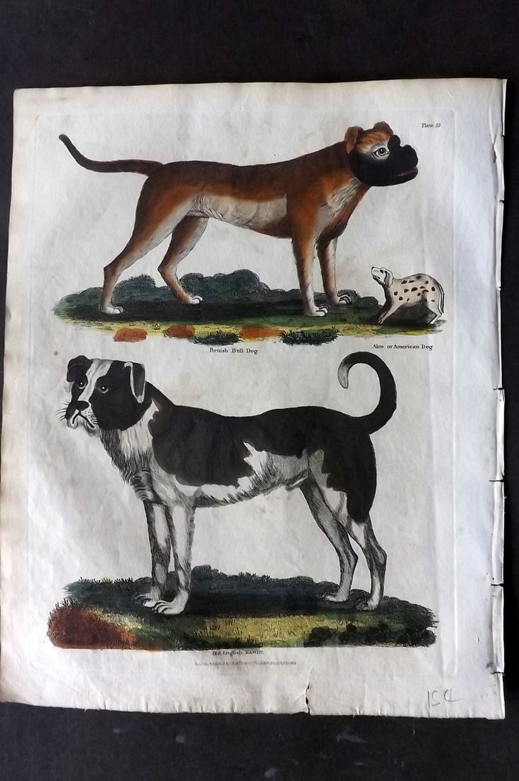 Buffon & Smellie 1817 Hand Colored Print. Dogs - British Bull Dog & Old English Mastiff (1 of 1)