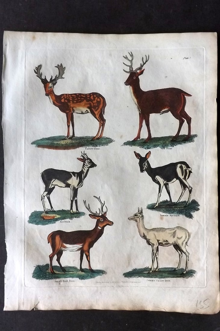 Buffon & Smellie 1817 Hand Colored Print. Deer: Hand Colored Copper Plate Published 1817 by Thomas Kelly, London for "A Natural History, General and Particular..." by The Comte de Buffon and William Smellie. Paper Size: 10.5 x 8 inch (27 x 21cm) Ve
