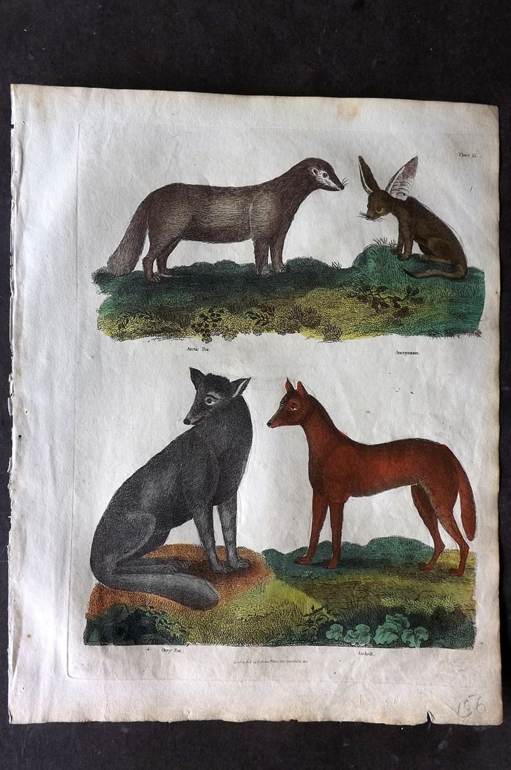 Buffon & Smellie 1817 Hand Colored Print. Anonymous Animal, Arctic & Grey Fox, Jackall: Hand Colored Copper Plate Published 1817 by Thomas Kelly, London for "A Natural History, General and Particular..." by The Comte de Buffon and William Smellie. Paper Size: 10.5 x 8 inch (27 x 21cm) Go