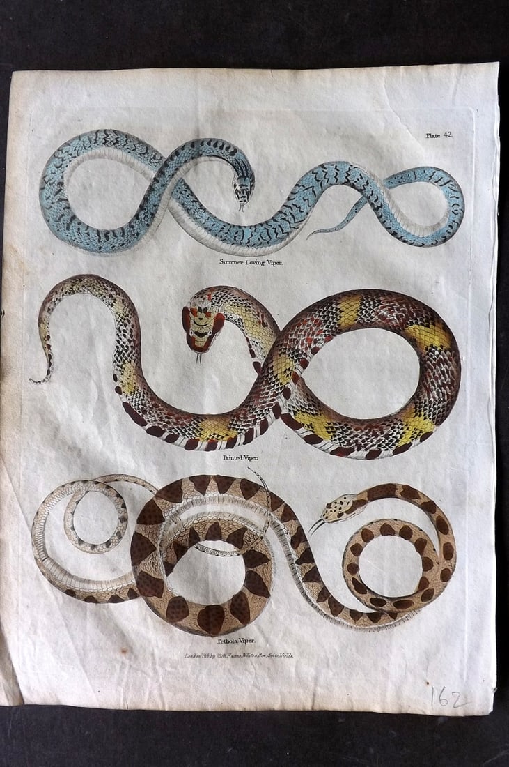 Buffon & Smellie 1817 Hand Colored Print. Viper Snakes: Hand Colored Copper Plate Published 1817 by Thomas Kelly, London for "A Natural History, General and Particular..." by The Comte de Buffon and William Smellie. Paper Size: 10.5 x 8 inch (27 x 21cm) Go