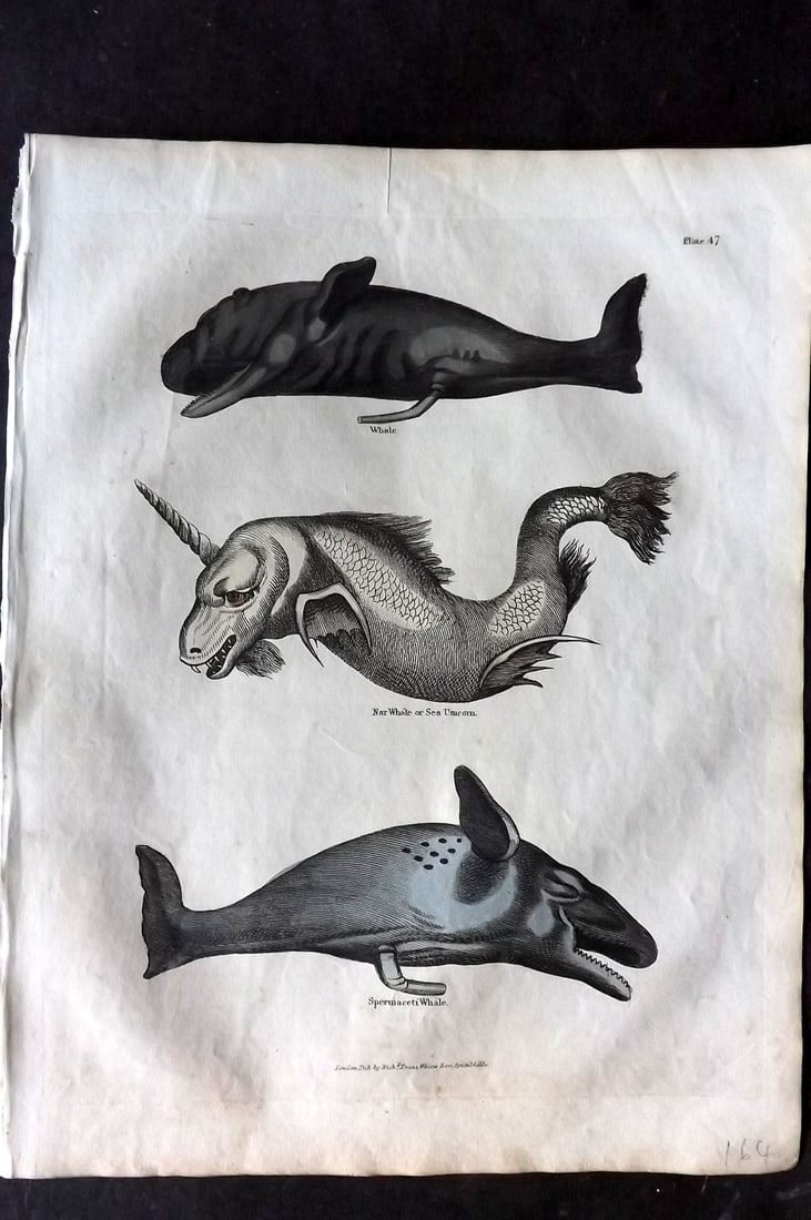 Buffon & Smellie 1817 Hand Colored Print. Narwhal Sea Unicorn Monster, Whales: Hand Colored Copper Plate Published 1817 by Thomas Kelly, London for "A Natural History, General and Particular..." by The Comte de Buffon and William Smellie. Paper Size: 10.5 x 8 inch (27 x 21cm) Go