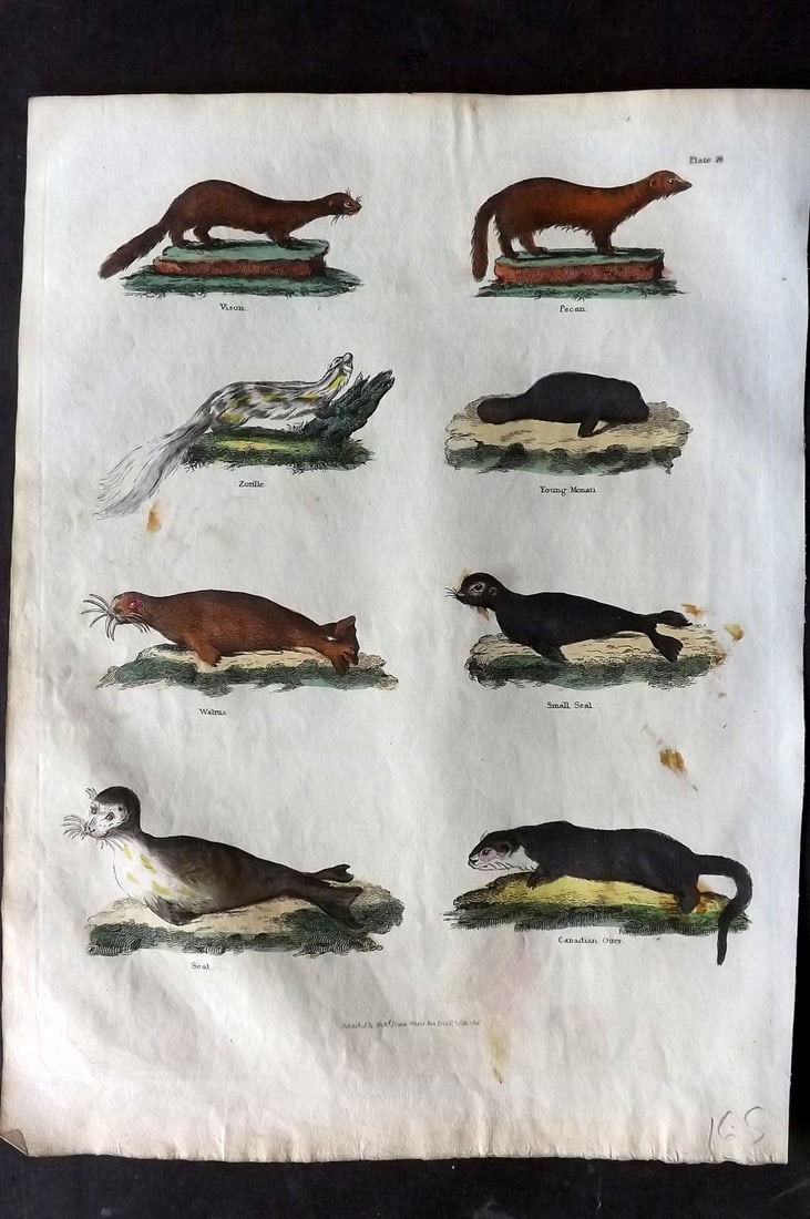 Buffon & Smellie 1817 Hand Colored Print. Seals, Canadian Otter, Walrus, Rodents: Hand Colored Copper Plate Published 1817 by Thomas Kelly, London for "A Natural History, General and Particular..." by The Comte de Buffon and William Smellie. Paper Size: 10.5 x 8 inch (27 x 21cm) Mi