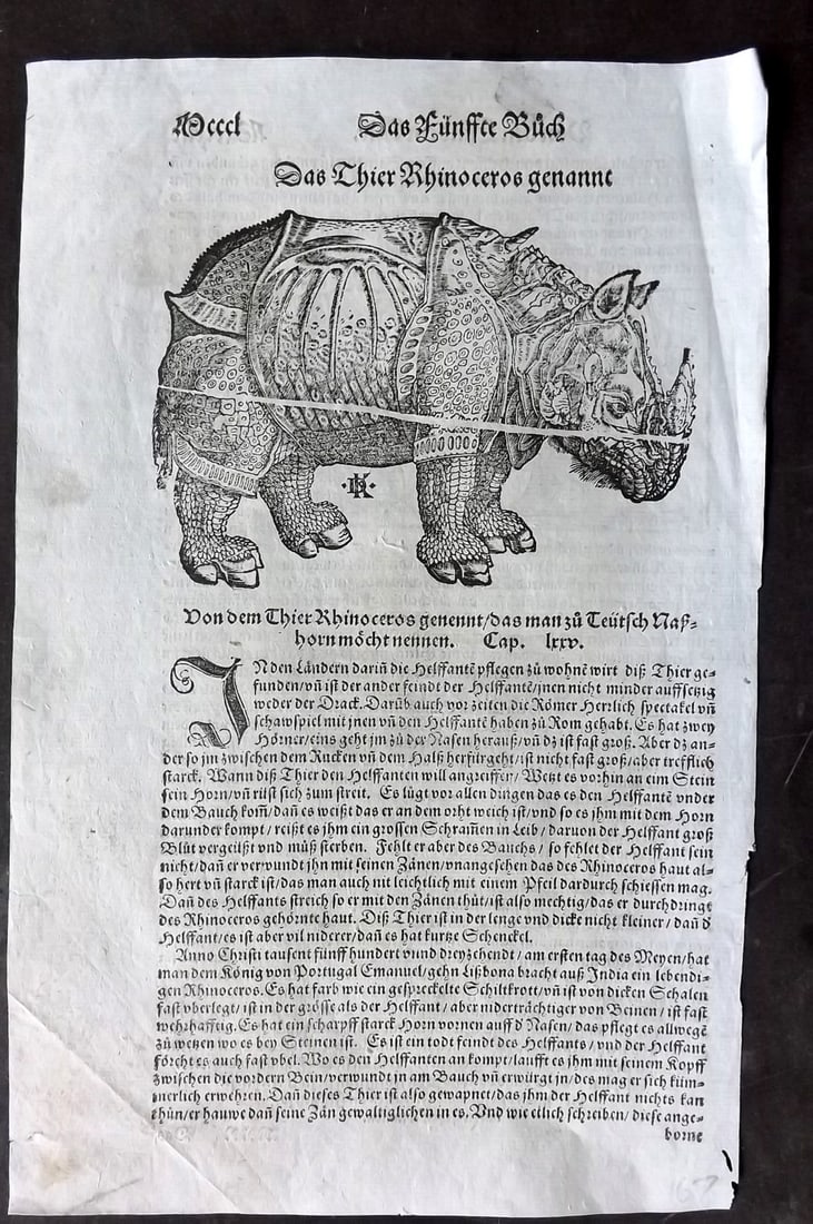 Munster, Sebastian 1578 Early Woodcut. Durer's Rhino (1 of 1)
