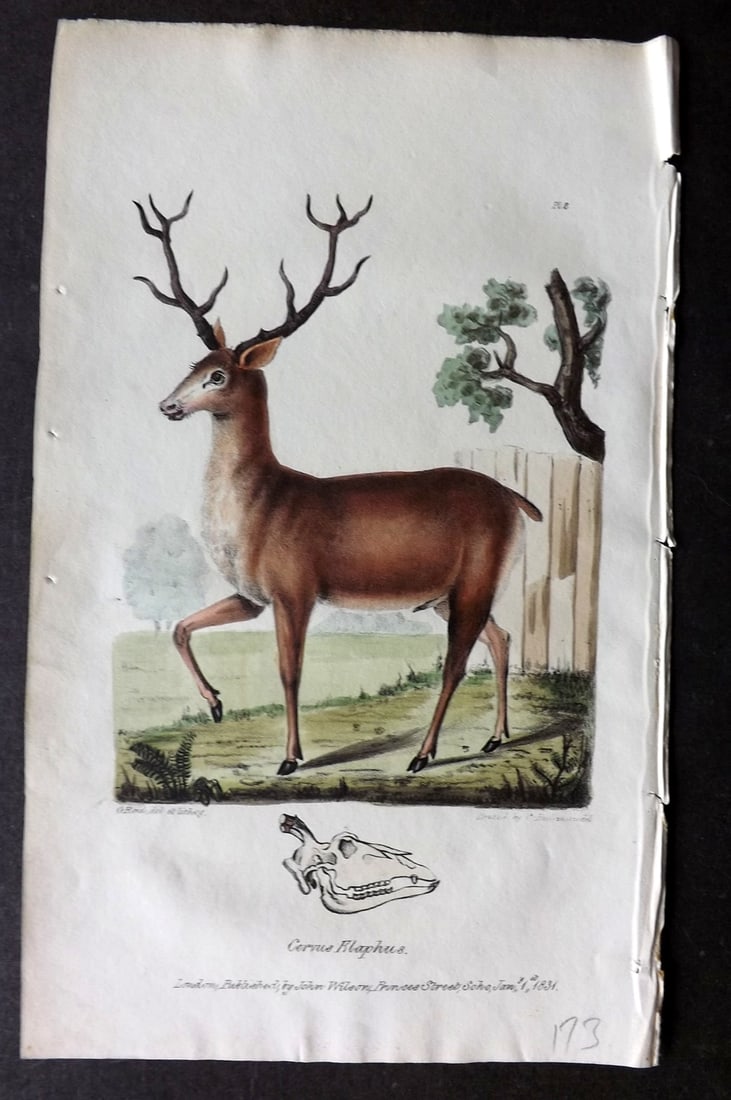 Stephenson, John 1838 Hand Col Print. Stag, Hart or Red Deer 02: Hand Colored Lithograph Published 1838, London for "Medical Zoology and Mineralogy" by John Stephenson. Paper Size: 9.5 x 6 inch (24 x 15cm) Good Condition