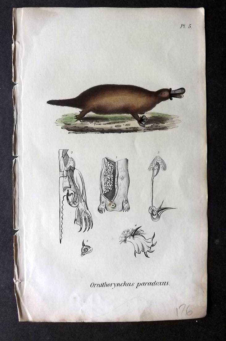 Stephenson, John 1838 Hand Col Print. Duckbill Platypus 05 Australia: Hand Colored Lithograph Published 1838, London for "Medical Zoology and Mineralogy" by John Stephenson. Paper Size: 9.5 x 6 inch (24 x 15cm) Very minor margin toning. Good Condition