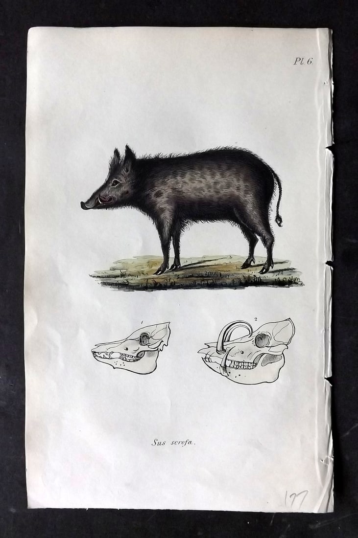 Stephenson, John 1838 Hand Col Print. Wild Hog 06 (1 of 1)
